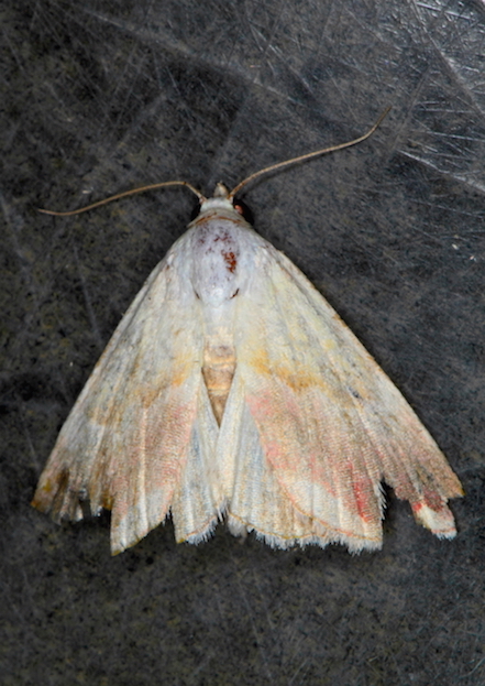 Erebidae da id - Eublemma purpurina